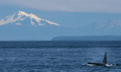 Seattle Environmental Solutions