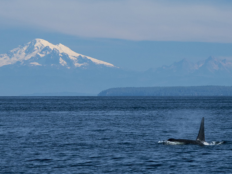 Seattle Environmental Solutions